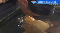 錦鯉は広島が国内生産2位、8割以上を輸出　「プリンのような触り心地」元カープ安部友裕さん、錦鯉とキス　