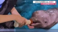 しまね海洋館アクアスで育つ赤ちゃんシロイルカ2頭の成長記録を公開　奮闘秘話を披露　（島根）