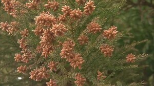 予想より早く本格的なシーズンに…『スギ花粉』飛散始まる スギ林で雄花の開花を確認 3月上中旬ピークか