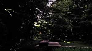 Early Summer Fireflies in Chiba’s Starry Skies (Video)