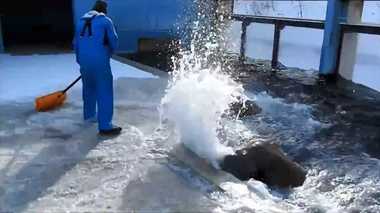 セイウチが豪快に“雪かき”のお手伝い!? 意図的にやっているのか、おたる水族館に聞いてみた