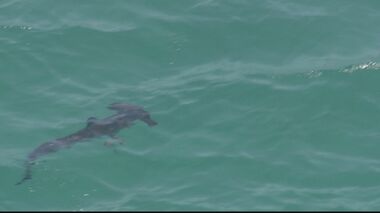 サメの群れに海水浴客騒然、避難する騒ぎに…黒いサメ十数匹、エイ追って海岸付近に来たか【福岡発】