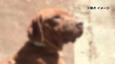 「猟犬」が顔などかんで「飼い犬」死ぬ 住民女性止めに入ってけが 「鳥獣被害対策実施…