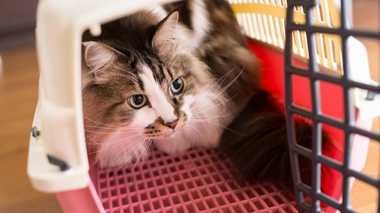 “猫と一緒”の防災ブック 大事なのは「モノの準備より想像力」
