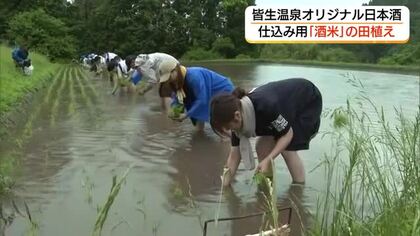 皆生温泉旅館で提供の「オリジナル日本酒」づくりへ酒米田植え「ストーリーも一緒に味わって」（鳥取）