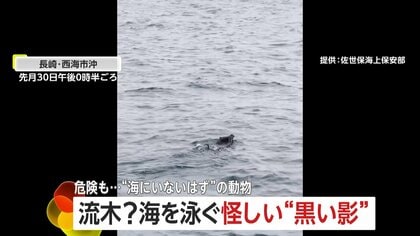 思わぬ珍客…海を泳ぐイノシシやシカたち　海上保安官が遭遇「流木かと思ったら」プロペラに毛が絡まる危険性も