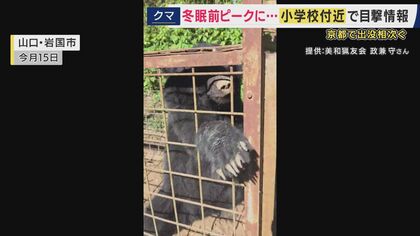 全国で相次ぐクマやシカの目撃情報「近づくのは自殺行為」　京都ではクマの目撃情報が去年の同時期よりも290件増加　シカの出没による死亡者も