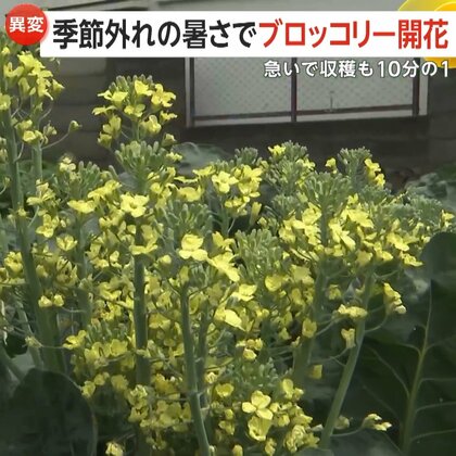 「苦みが出て商品にならない」季節外れの猛暑でブロッコリー開花し廃棄処分に　岐阜で今年全国初の猛暑日を記録　九州では警報級大雨が発生