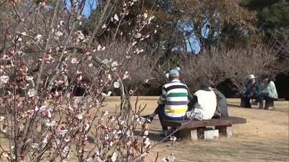 県内各地で気温上がる　春の陽気に誘われて梅園に多くの人