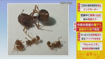 中南米原産で毒もつ「コカミアリ」岡山・倉敷市の港で980匹発見　フィリピンから神戸港経由のコンテナ周辺で見つかる　　