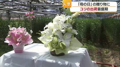 近づく「母の日」プレゼントに人気「ユリ」松山で出荷ピーク　円安で海外産球根値上がり【愛媛】