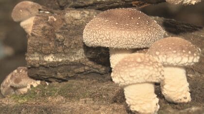 原木から自分の手で…ぷりっぷりの肉厚しいたけを収穫できる“里山しいたけの森” 菌を植え付けて2年かけ栽培