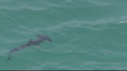 サメの群れに海水浴客騒然、避難する騒ぎに…黒いサメ十数匹、エイ追って海岸付近に来たか【福岡発】