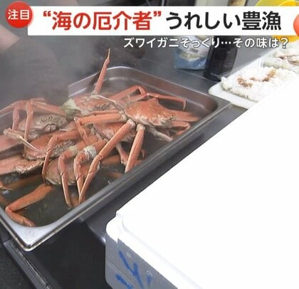 「まったくとれたことなかった」ズワイガニそっくり…安価で美味な「オオズワイガニ」が突然豊漁　北海道・えりも町の地域おこしの救世主に
