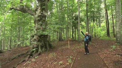 命つなぐ森「白神山地」 世界自然遺産登録から30年 保全活動の担い手…