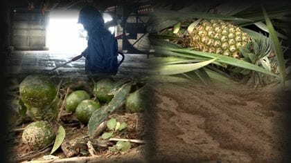 本島北部豪雨で農林水産業への被害額は約16億2000万円「生産基盤の喪失に拍車」県に支援要請