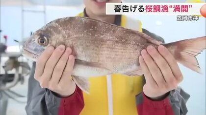今が旬の「海のサクラ」鮮やかに“満開”　笠岡市沖の瀬戸内海で桜鯛の水揚げが本格化　その味は？【岡山】