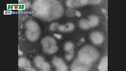 インフルエンザ感染報告者数49人減るも3週連続で流行注意報【長崎】