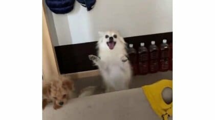 「散歩楽しかった！」愛犬の立ち上がっての“フリフリダンス”がたまらない…表現豊かなのはいつも？日常を飼い主に聞いた