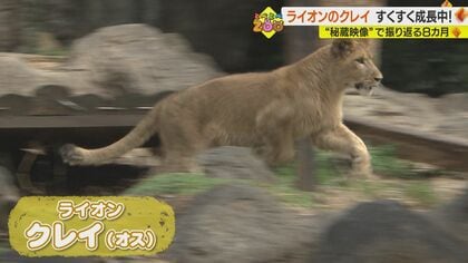 秘蔵映像”で振り返るライオン「クレイ」の成長 けが乗り越え園の人気者
