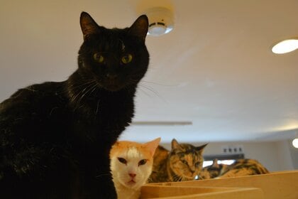 警戒心が強めの成猫たちはキャットタワーの上のほうに固まっていた