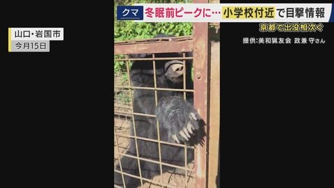 全国で相次ぐクマやシカの目撃情報「近づくのは自殺行為」　京都ではクマの目撃情報が去年の同時期よりも290件増加　シカの出没による死亡者も