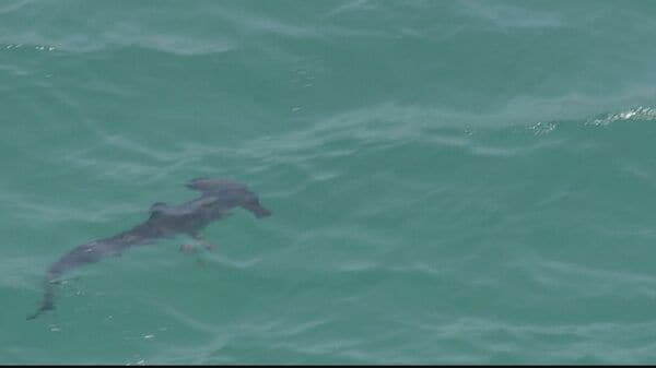 サメの群れに海水浴客騒然、避難する騒ぎに…黒いサメ十数匹、エイ