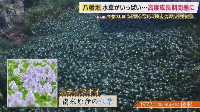 水草はホテイアオイだった