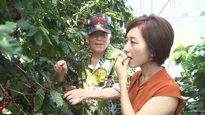 完熟のコーヒーの実を試食してみた