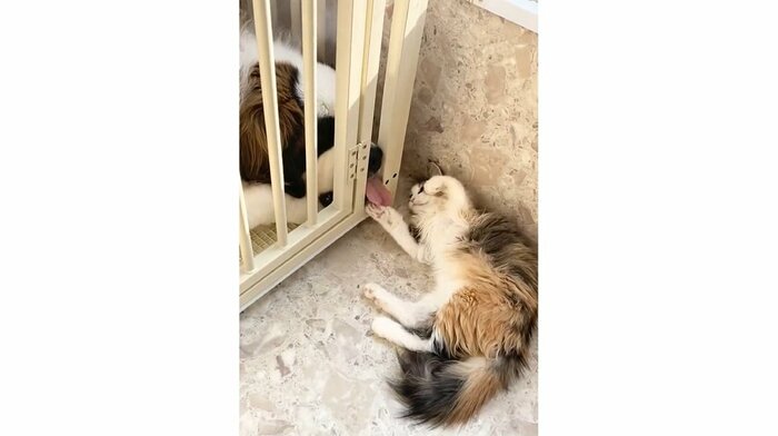 サークル越しに戯れ合って仲良し