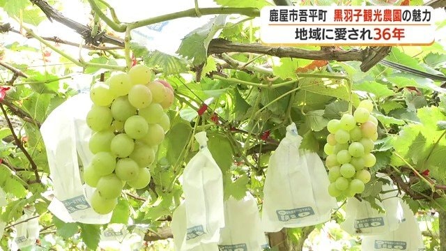「幻のブドウ」と呼ばれる品種「竜宝」