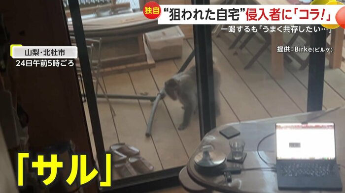 窓越しに室内をうかがうサル