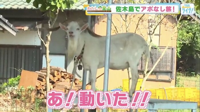 海沿いの道を歩いていると、ヤギを発見！