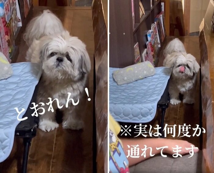 「通れん!」と吠えるてんぽくん