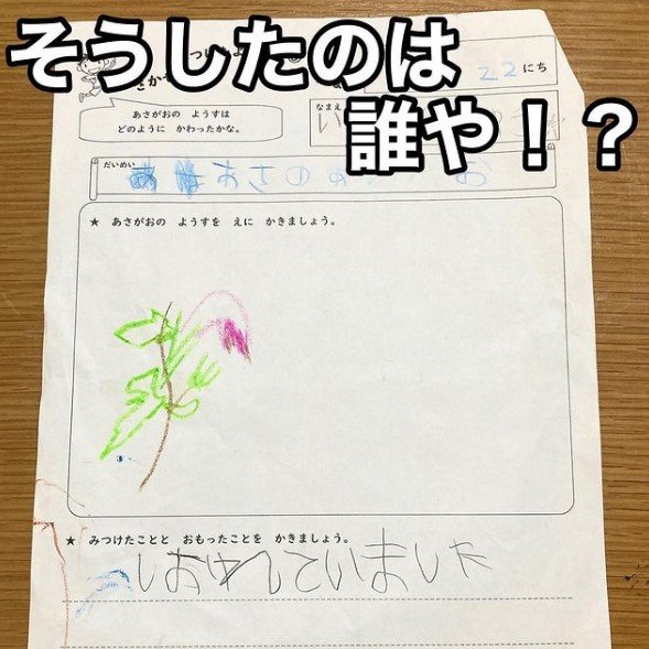「しおれてしまいました」そうしたのは誰や!?(提供:かいさん)