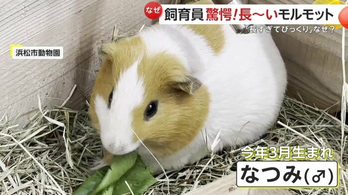 伸びていたのはなつみくん(提供:浜松市動物園)