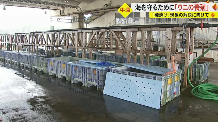 ウニの養殖に取り組む天草漁協牛深総合支所