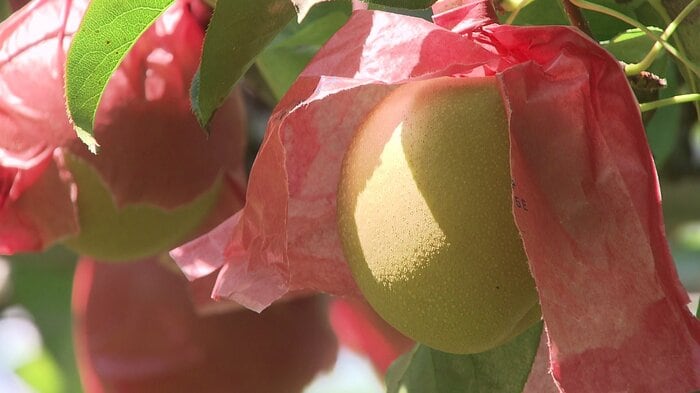 約4万個の梨がたわわに実っている