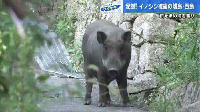 島の集落を堂々と歩くイノシシ