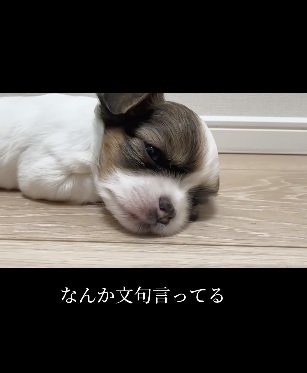 動画の続き。鼻を鳴らして何やら“文句”を言っているよう…