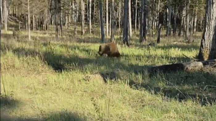 クマは離れた後、鼻を押さえた