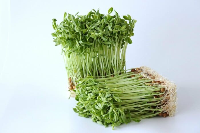 豆苗も工場野菜の一つ