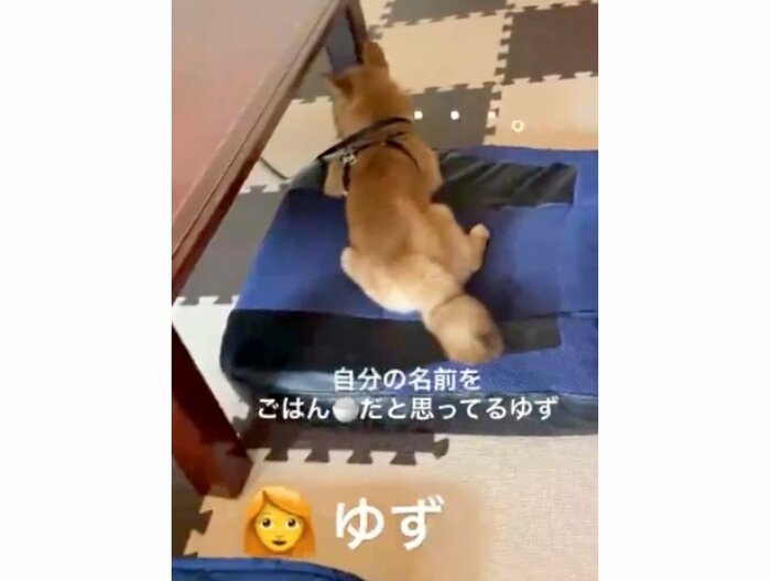 提供:ゆず*豆柴*さん