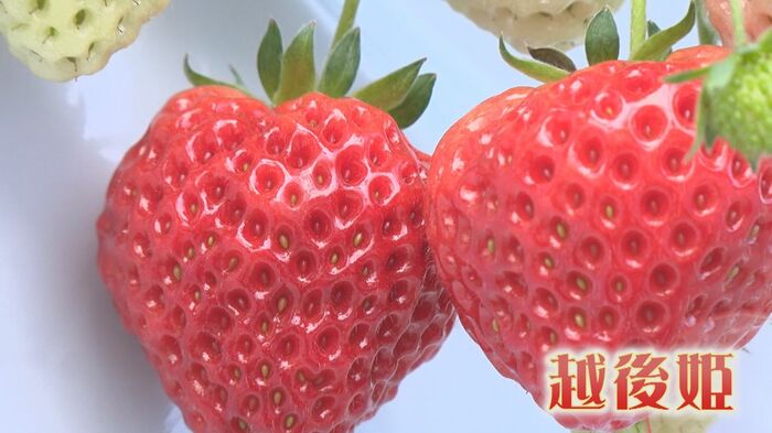越後姫