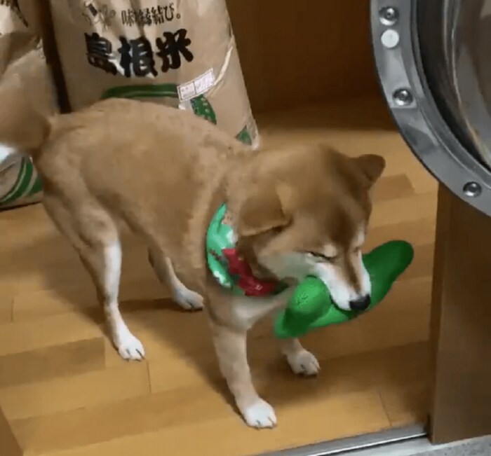 ドライヤーが嫌な時の顔