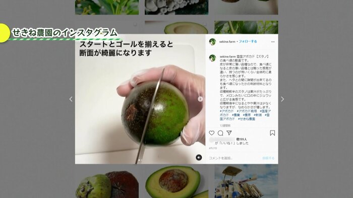 SNSでアボカドの魅力を発信