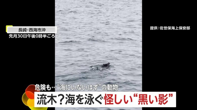 思わぬ珍客…海を泳ぐイノシシやシカたち 海上保安官が遭遇「流木かと思ったら」プロペラに毛が絡まる危険性も|FNNプライムオンライン