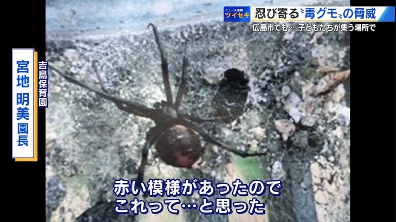 保育園の側溝で“毒グモ”大量発見　「セアカゴケグモ」広島市で過去最多24匹　卵も確認か｜FNNプライムオンライン