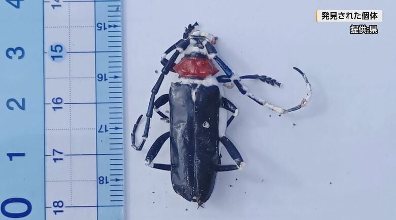 外来カミキリ「クビアカ」辰野町でも初確認　住宅街で成虫1体の死骸　 発見場所から半径3キロを「緊急防除エリア」に指定　長野｜FNNプライムオンライン