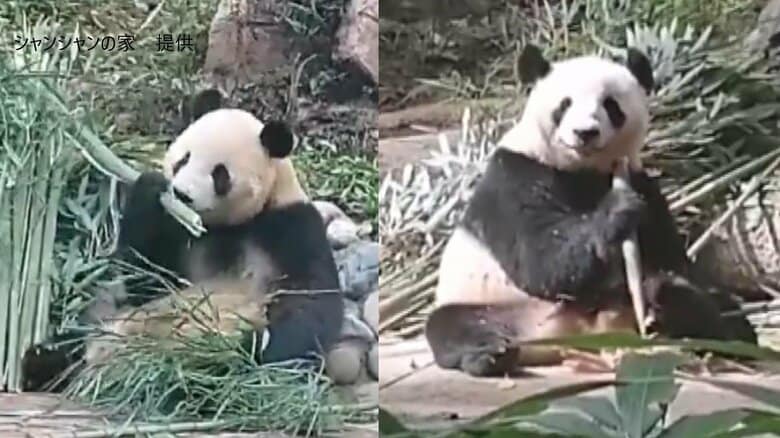 「シャオシャオ」と「レイレイ」が笹を食べる姿　上野動物園から中国に返還の双子パンダ一般公開　「日本から会いに来る人歓迎」｜FNNプライムオンライン
